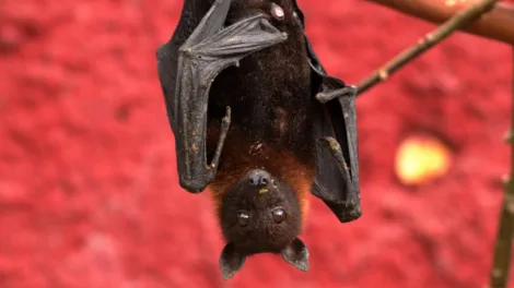 Bats: Our furry, flying mammals
